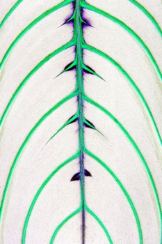 F 066A